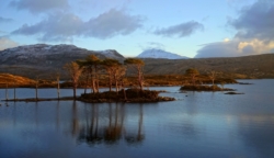Scots Pine islands on Loch Assynt