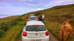 A highland traffic jam