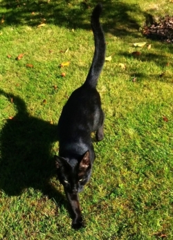 Pollaidh our resident cat