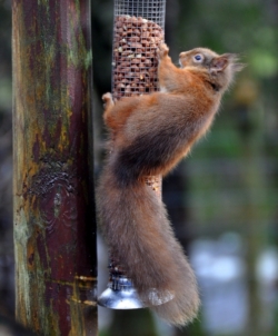 One of our friendly squirrel visitors