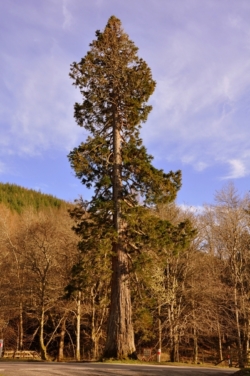 The giant redwood at the entrance to Lael Forest (forest walks across the road from us)
