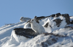Mountain hares in their winter coats