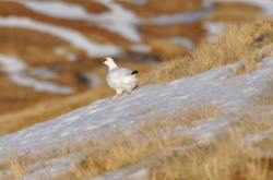 Ptarmigan with its winter plumage