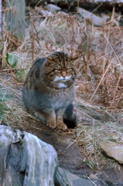 A rarely seen Scottish wildcat (Felis silvestris)