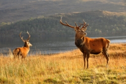 Red deer are a common sight throughout the Highlands