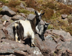 Some of the local wild goats