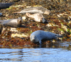 Take a boat trip and your almost guaranteed to see plenty of seals