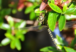 Golden ringed dragonfly catches its breakfast in the garden