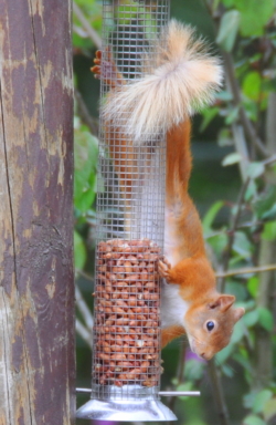 A red squirrel visiting our nut feeder