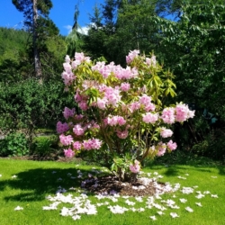 Our garden in full bloom during springtime