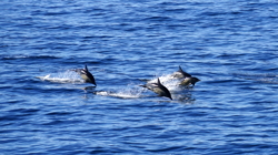 Dolphins are regular visitors to our shores