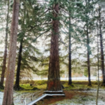 Giant Redwood in Lael Forest Gardens
