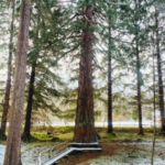 Giant Redwood in Lael Forest Gardens